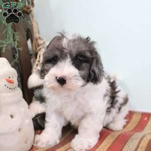 Dusty, Bich-Poo Puppy