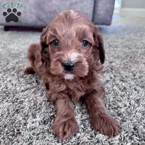 Millie – Mini F1b, Cockapoo Puppy