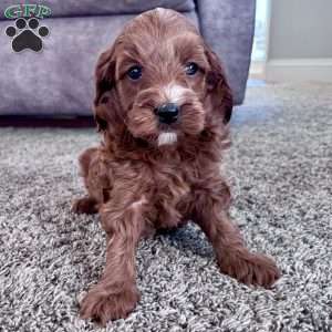 Millie – Mini F1b, Cockapoo Puppy