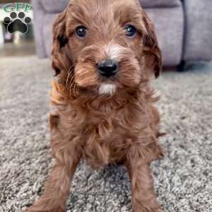 Millie – Mini F1b, Cockapoo Puppy
