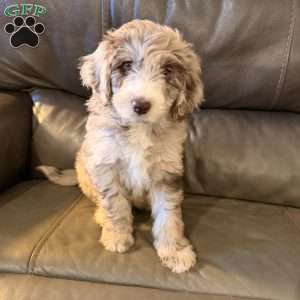 Zilla, Borderdoodle Puppy