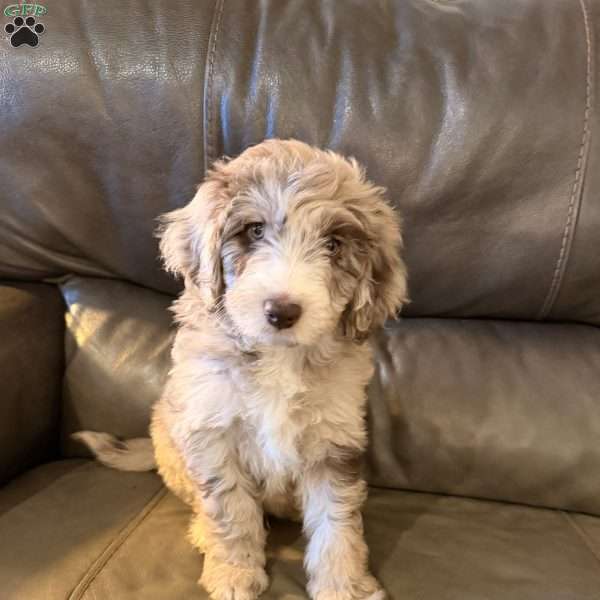 Zilla, Borderdoodle Puppy