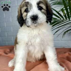 Beauty, Saint Berdoodle Puppy
