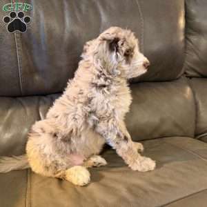 Zilla, Borderdoodle Puppy