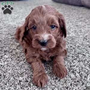 Millie – Mini F1b, Cockapoo Puppy