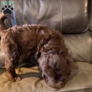 Moose, Borderdoodle Puppy