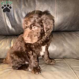 Moose, Borderdoodle Puppy