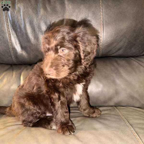 Moose, Borderdoodle Puppy