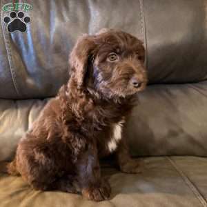 Moose, Borderdoodle Puppy