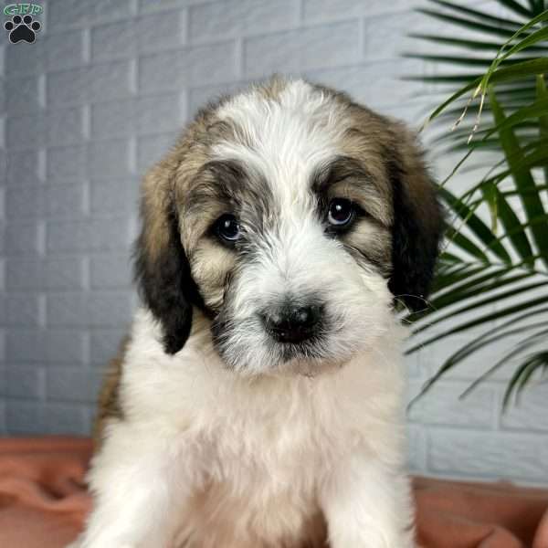 Beauty, Saint Berdoodle Puppy