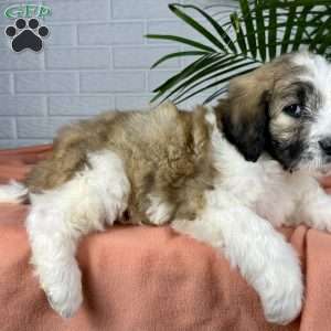 Beauty, Saint Berdoodle Puppy