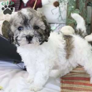 Coco, Bich-Poo Puppy