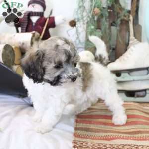 Coco, Bich-Poo Puppy