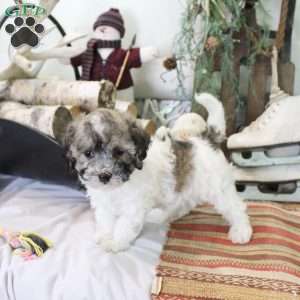 Coco, Bich-Poo Puppy