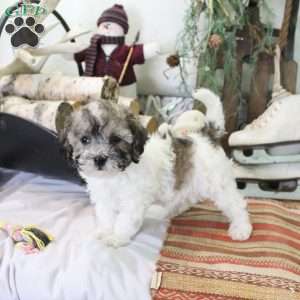 Coco, Bich-Poo Puppy