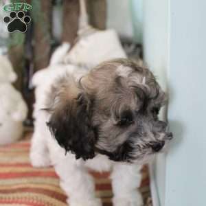 Coco, Bich-Poo Puppy