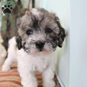 Coco, Bich-Poo Puppy