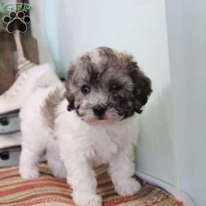 Coco, Bich-Poo Puppy