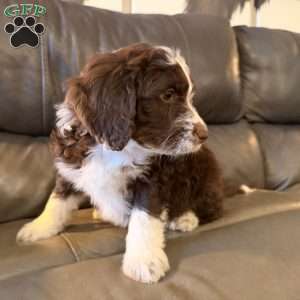 Bruno, Borderdoodle Puppy