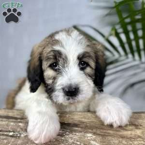 Beauty, Saint Berdoodle Puppy