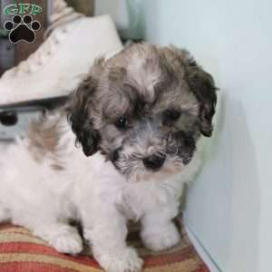 Coco, Bich-Poo Puppy