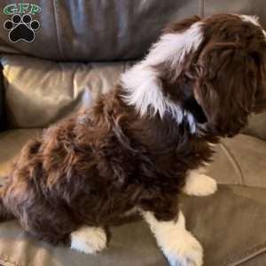 Bruno, Borderdoodle Puppy