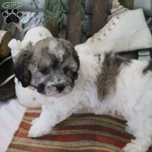 Coco, Bich-Poo Puppy