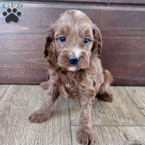 Millie – Mini F1b, Cockapoo Puppy