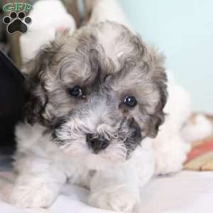 Coco, Bich-Poo Puppy