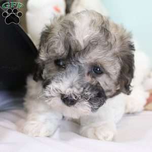 Coco, Bich-Poo Puppy