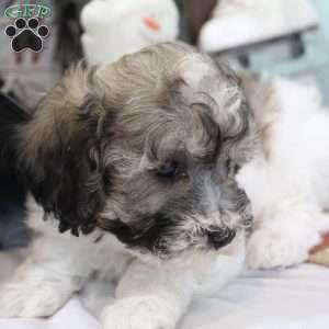 Coco, Bich-Poo Puppy