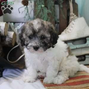 Coco, Bich-Poo Puppy