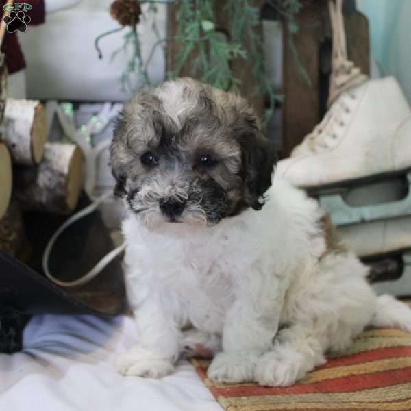 Coco, Bich-Poo Puppy