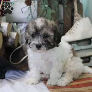 Coco, Bich-Poo Puppy