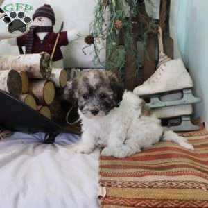 Coco, Bich-Poo Puppy