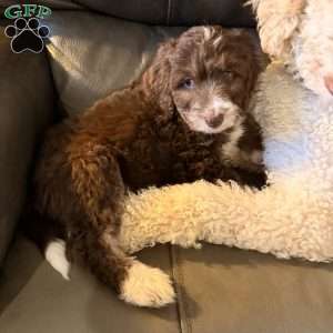 Adelle, Borderdoodle Puppy