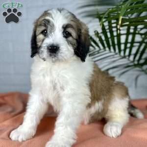 Beauty, Saint Berdoodle Puppy