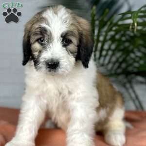Beauty, Saint Berdoodle Puppy