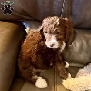 Adelle, Borderdoodle Puppy