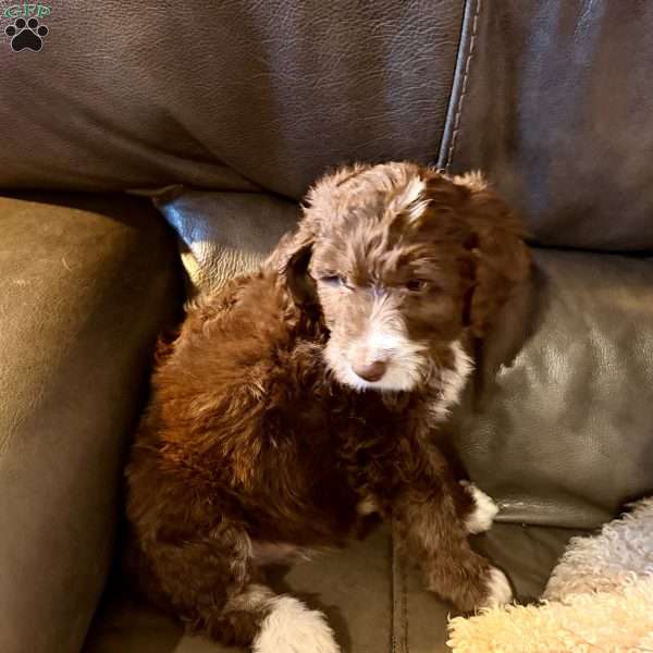 Adelle, Borderdoodle Puppy