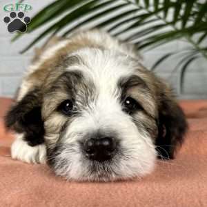 Beauty, Saint Berdoodle Puppy