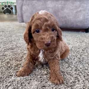 Cooper – Mini F1b, Cockapoo Puppy