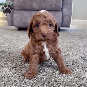 Cooper – Mini F1b, Cockapoo Puppy