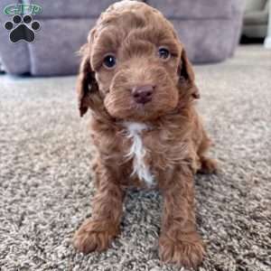 Cooper – Mini F1b, Cockapoo Puppy