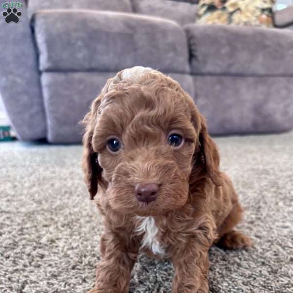 Cooper – Mini F1b, Cockapoo Puppy