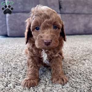 Cooper – Mini F1b, Cockapoo Puppy