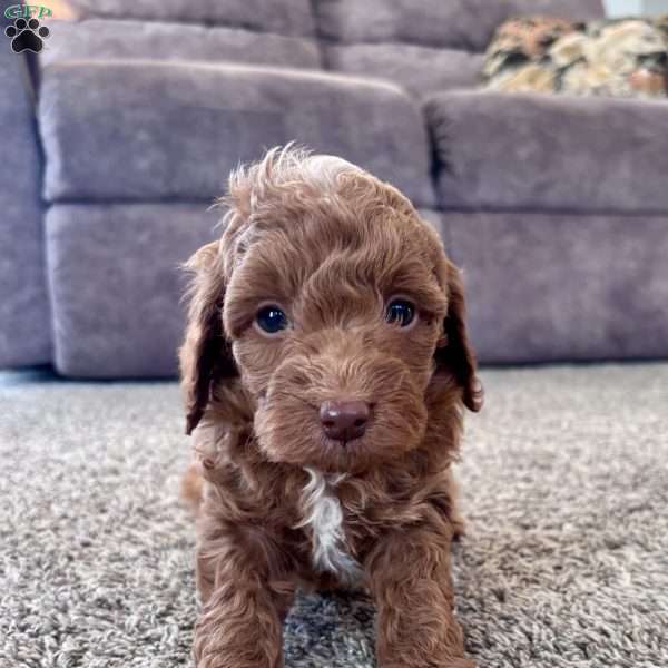 Cooper – Mini F1b, Cockapoo Puppy