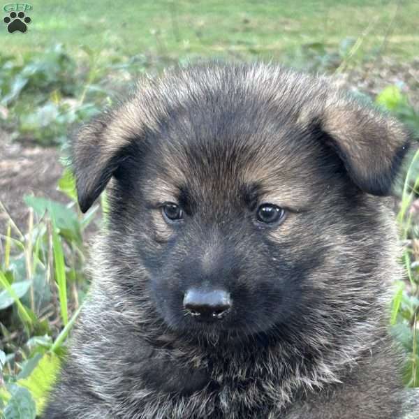 Moose, German Shepherd Puppy