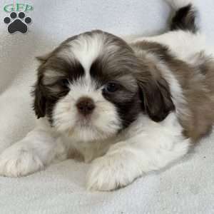 Angel, Shih Tzu Puppy