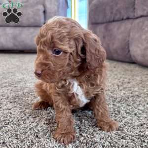 Cooper – Mini F1b, Cockapoo Puppy